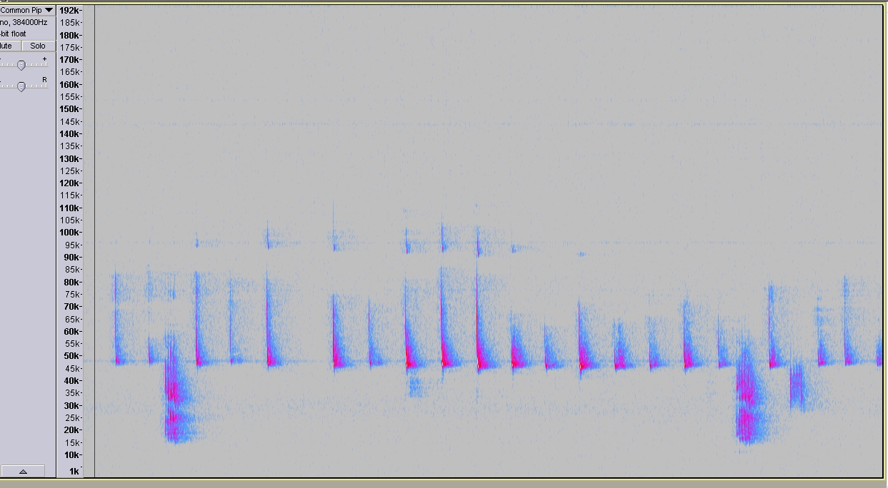 Common Pipistrelle with social calls spetrogram